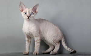 devon-rex-cat-580x360.jpg