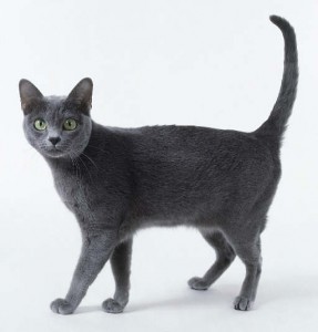 korat_cat_1.jpg