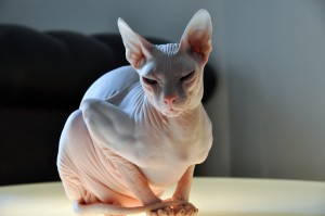 don_sphynx.jpg