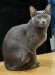 Korat_in_cat_show-cropped