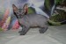 115347-kotatka-donsky-sphynx-s-pp