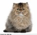 persian-cat-8-months-old-sitting-in-front-of-white-background-pixmac-photo-75877199