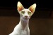 Sphynx_-_ChickenCat_-_edit