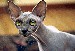 sphynx-cat4